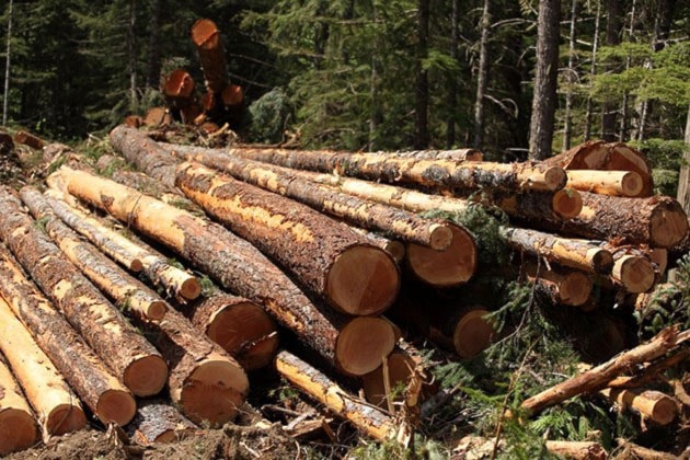 81485kimberleydailybrew-creek-logging