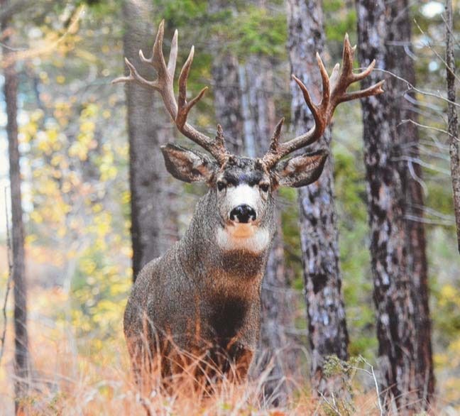 8382cranbrookdailymule_deer_for_fj_web