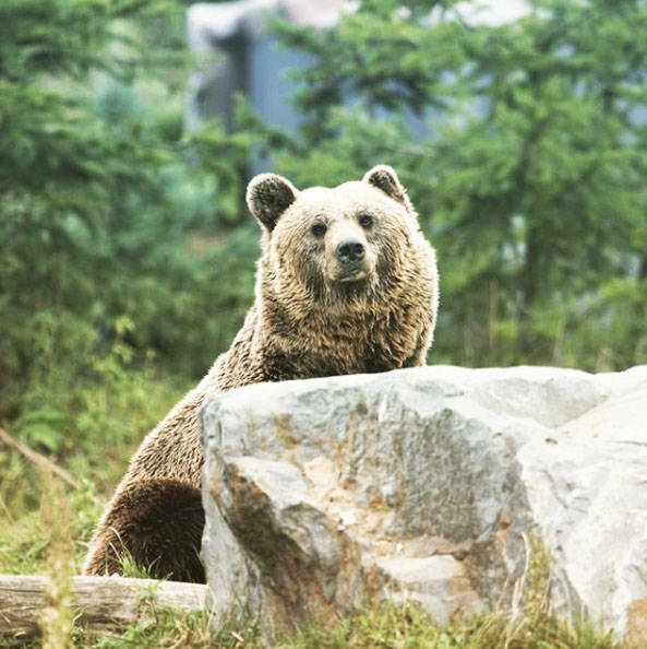 Grizzlies account for approximately 500 calls to the C.O. Service each year; WildSafeBC