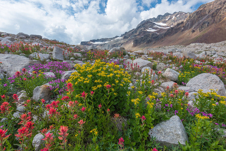 7643334_web1_wildflowers-Grisdale