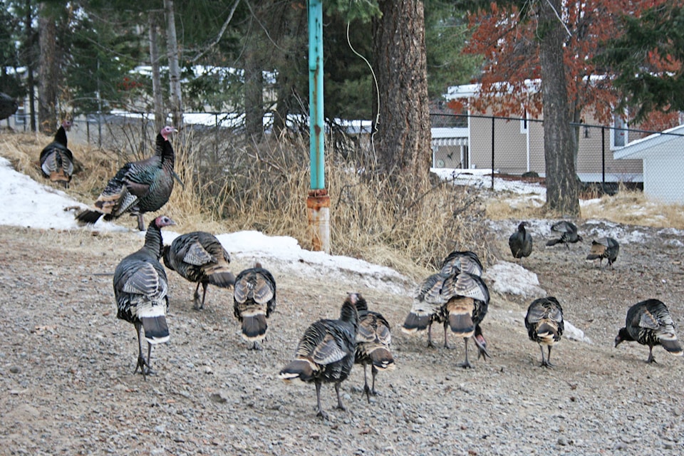 9742446_web1_turkeys