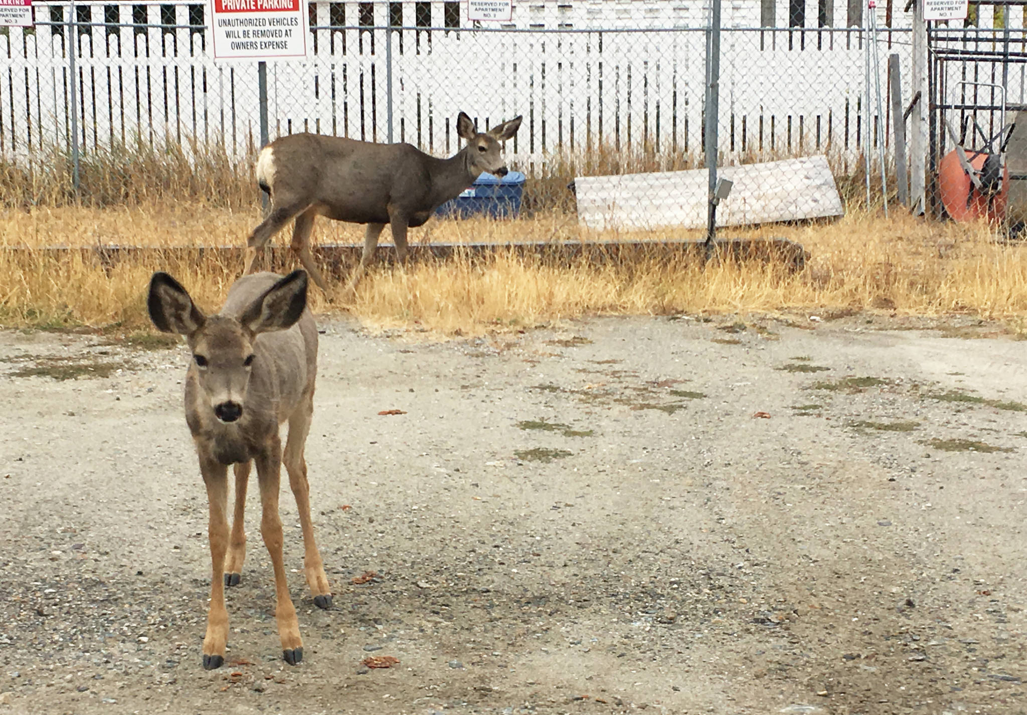 11090046_web1_03.20.18_Deer_Feeding_2