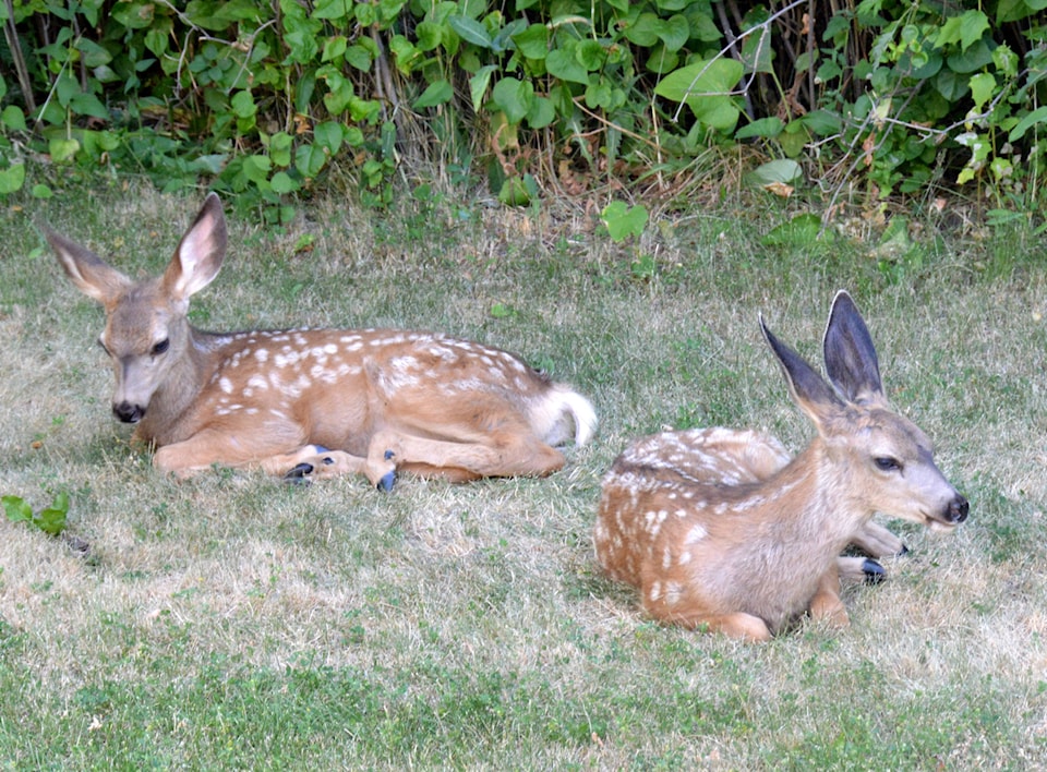 12124019_web1_two-fawns