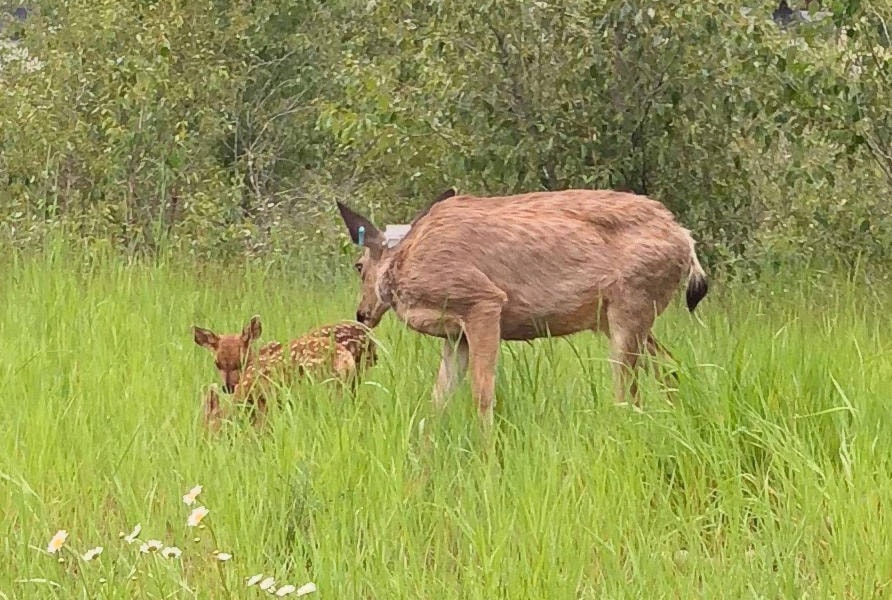 13132295_web1_collared-deer