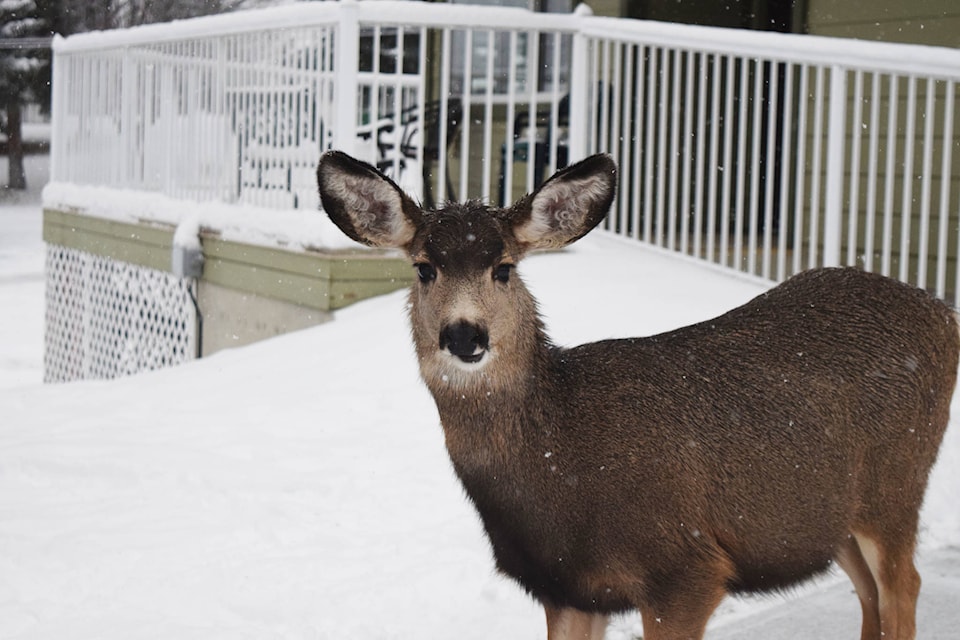 15323250_web1_Deer