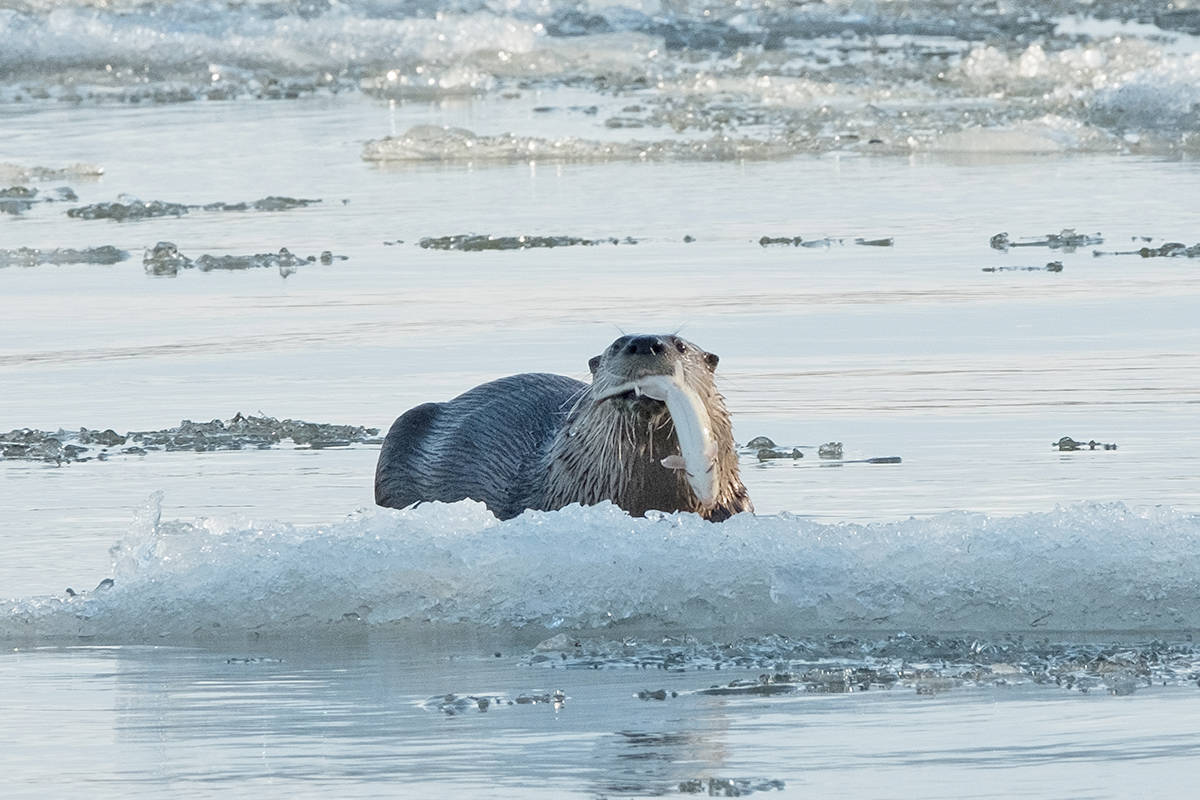 15637065_web1_190219-LAD-OttersAtDerbyReach_3