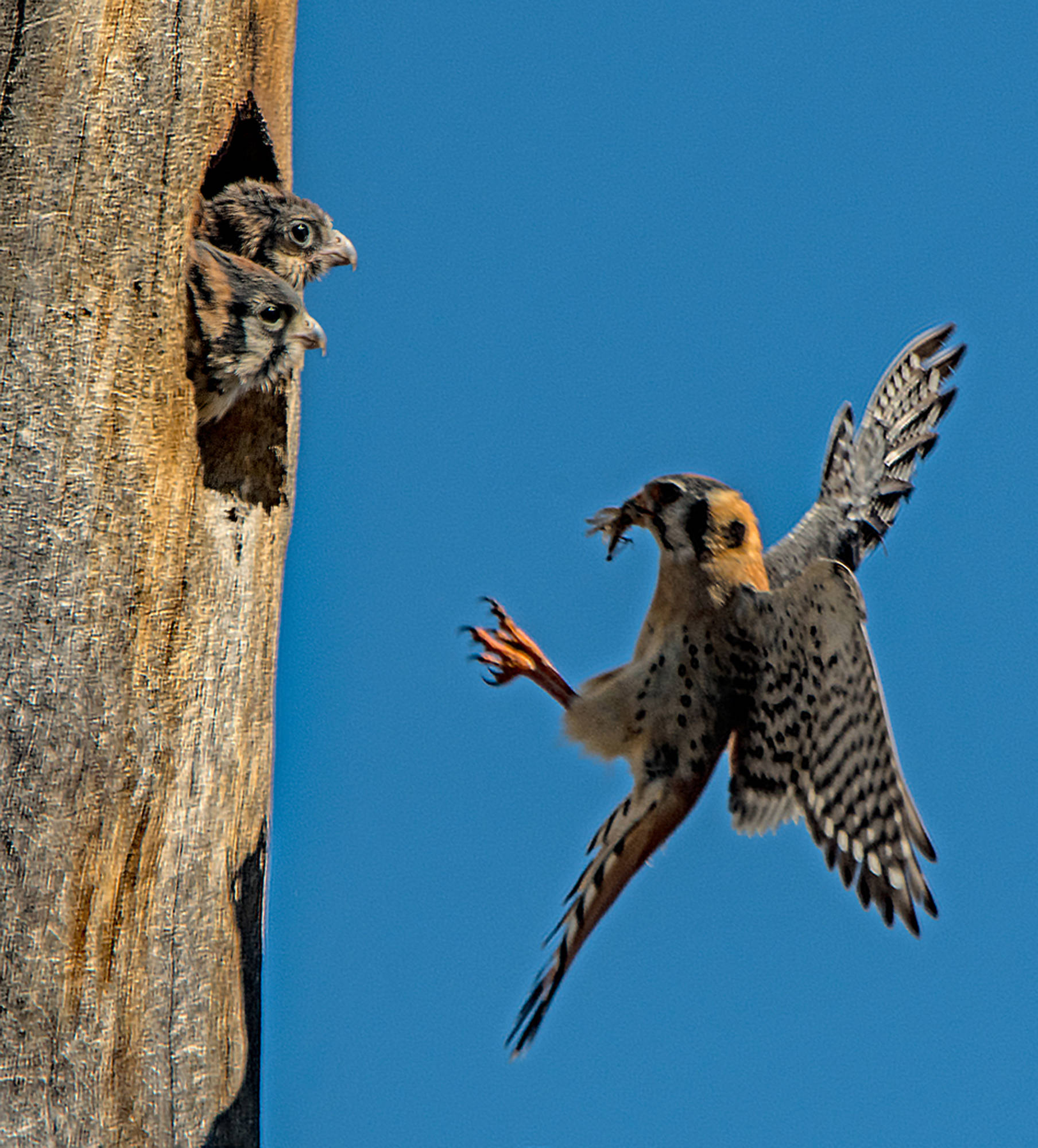 15997525_web1_American-Kestrel-and-Young-11