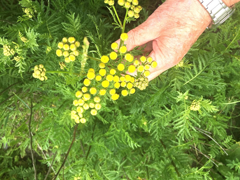 17777147_web1_copy_Common-Tansy--2-