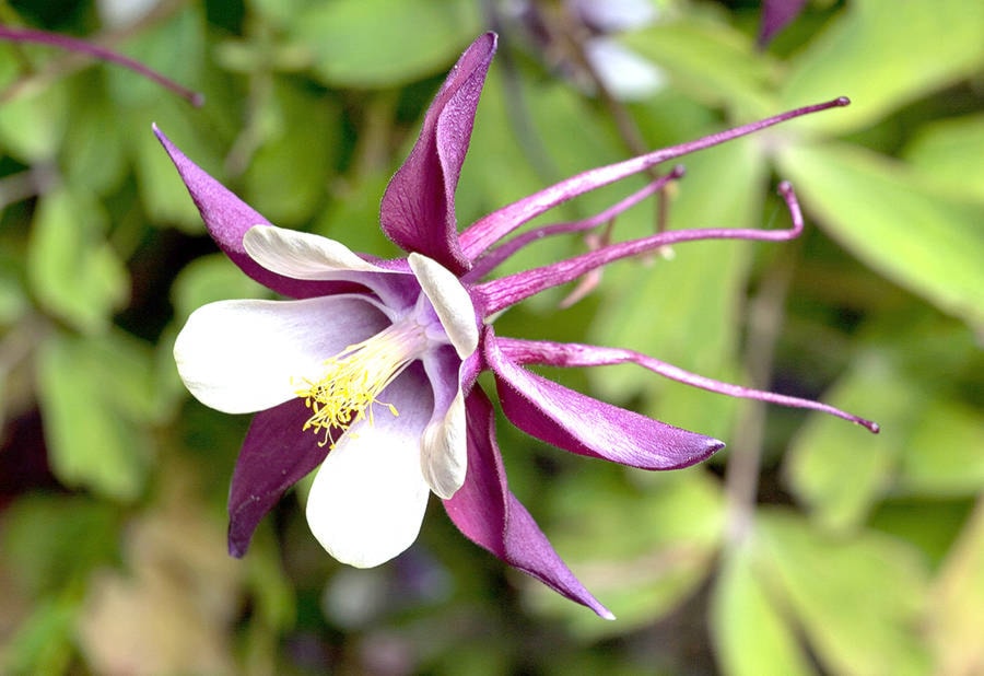 18069950_web1_Columbine