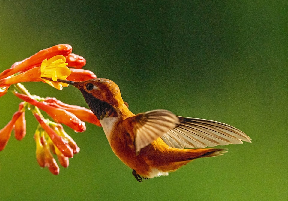 18274967_web1_Male-Rufous-Hummingbird-Feeding-1