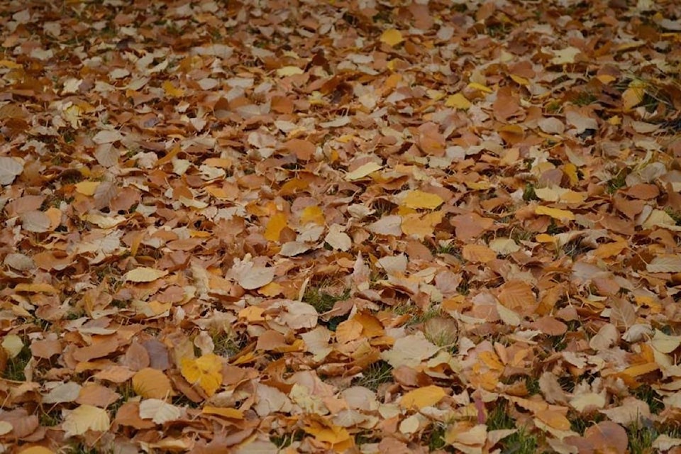 19287703_web1_191105-ACC-M-Leaves