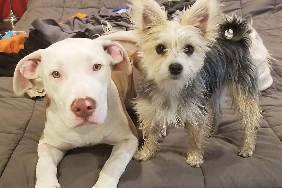 Ten-month-old Frankie (left) was dropped off using dog-sitting service Rover.com on Nov. 11, 2019 and immediately was lost by the sitter. (Submitted)