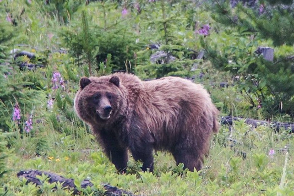 21886638_web1_200623-KDB-conservationFunding-grizzly_1