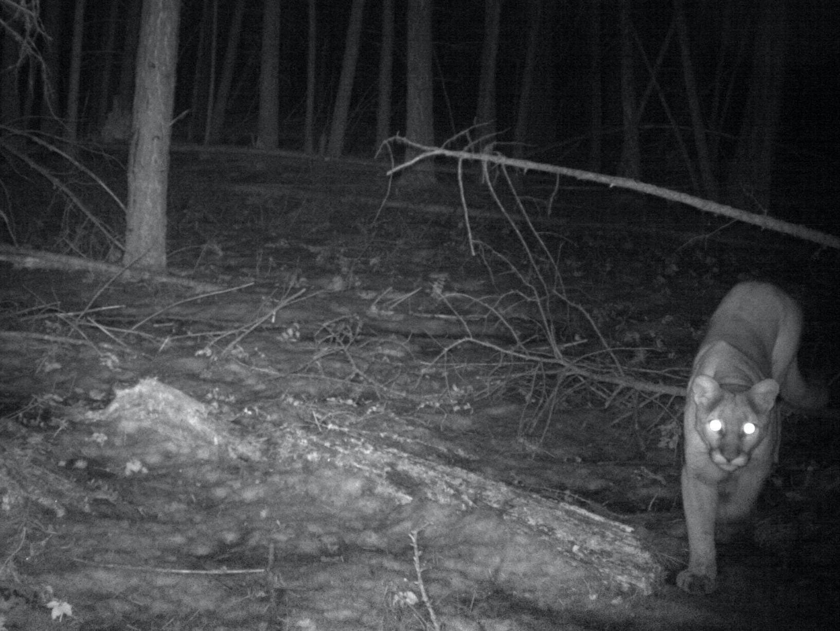 22790752_web1_200924-CDT-Wildlife-Camera-Project-cougar_1