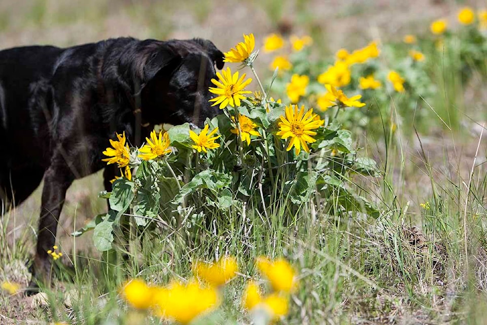 24933117_web1_210422-CDT-Balsamroot--2_1