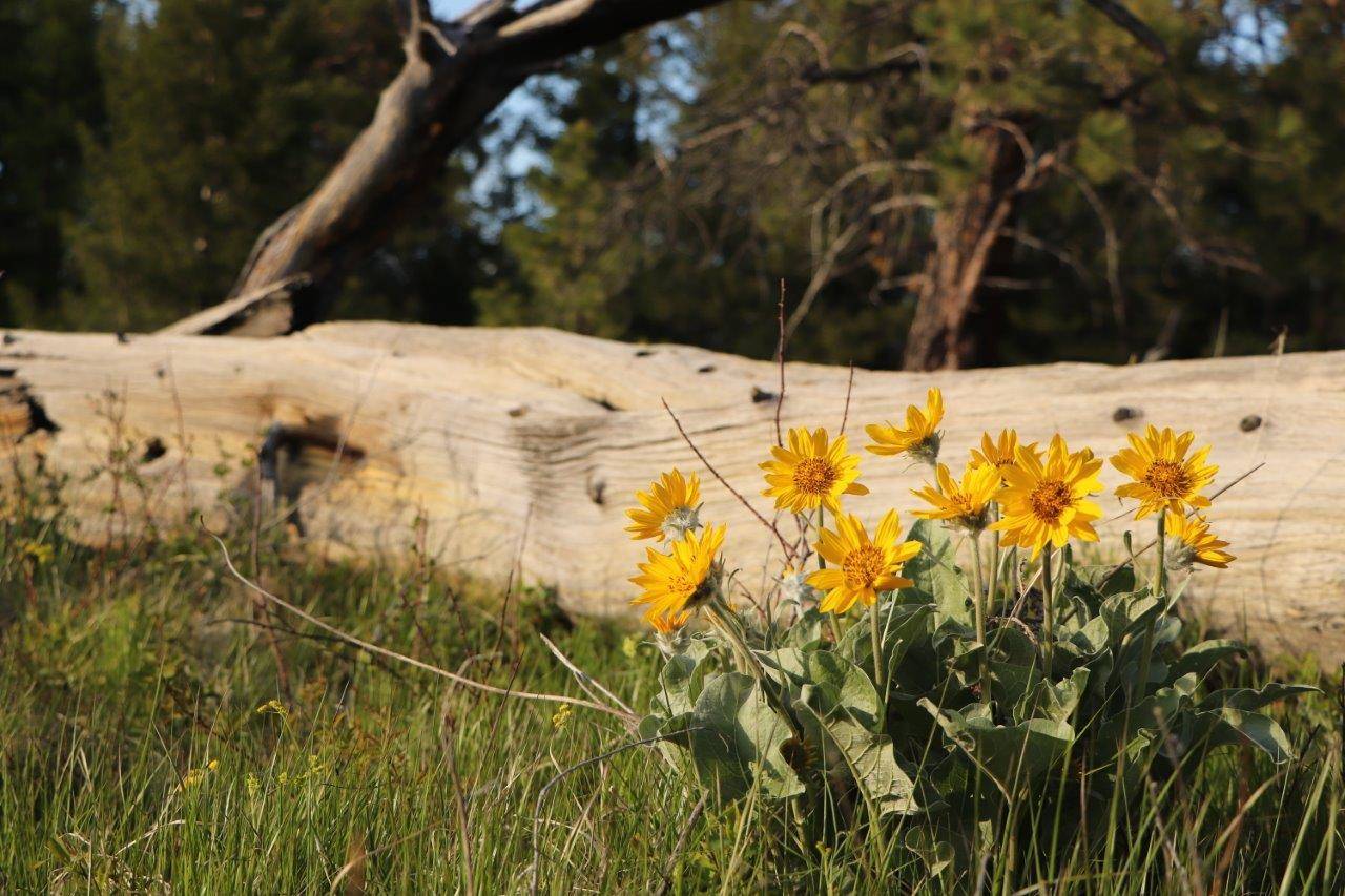 24933117_web1_210422-CDT-Balsamroot-5_1