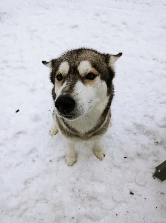 Pictured is Nala, a family dog that recently had to be put down after ingesting rodenticide. Nalas family is urging against the use of rodenticides. (Submitted file)