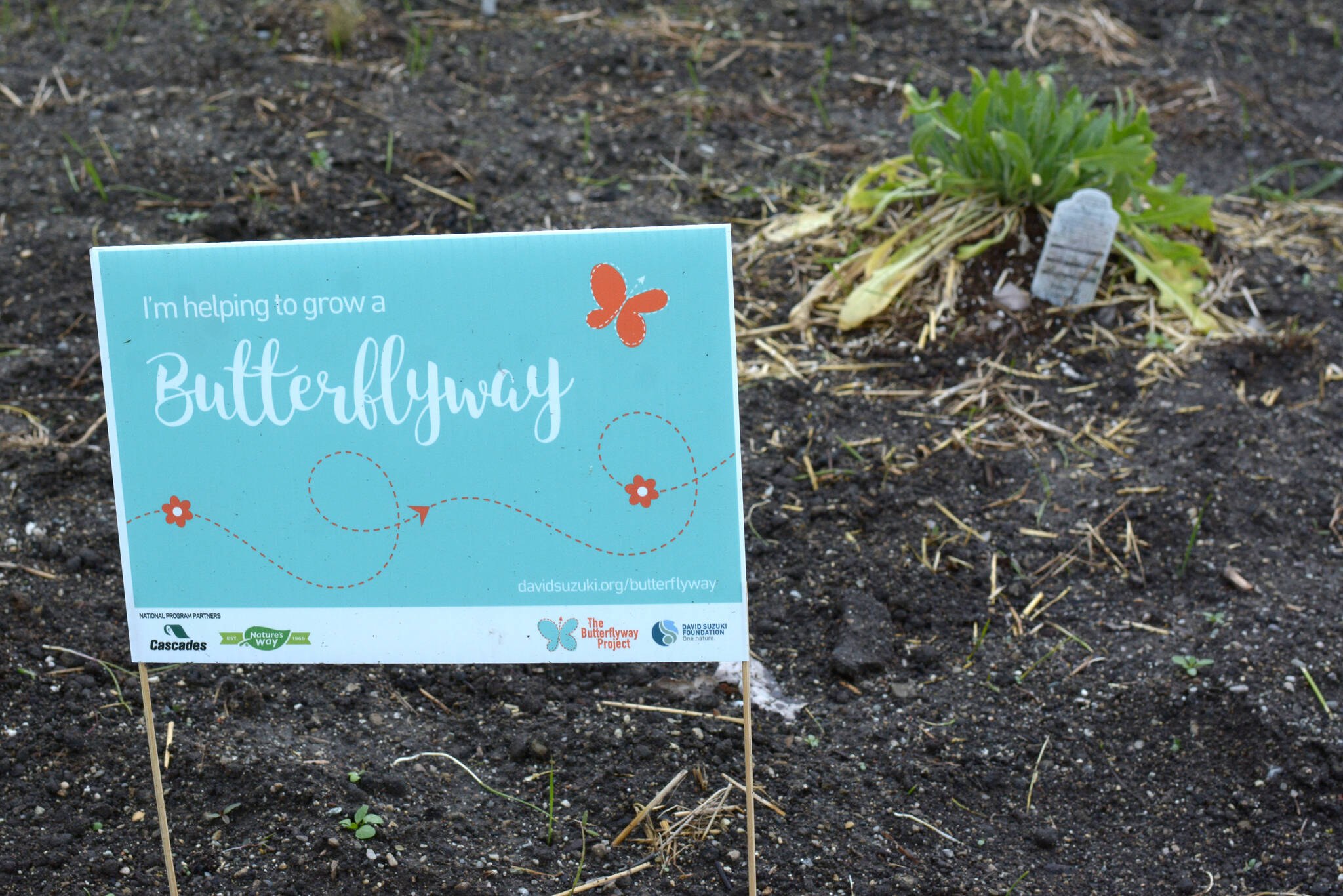 Creston students learn about pollinator gardens Kimberley Bulletin