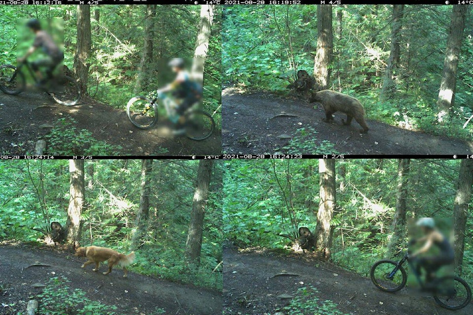 A sequence of images showing riders, bears, dogd and more riders using the same trail within minutes of each other near Fernie. (Images courtesy of Clayton Lamb)