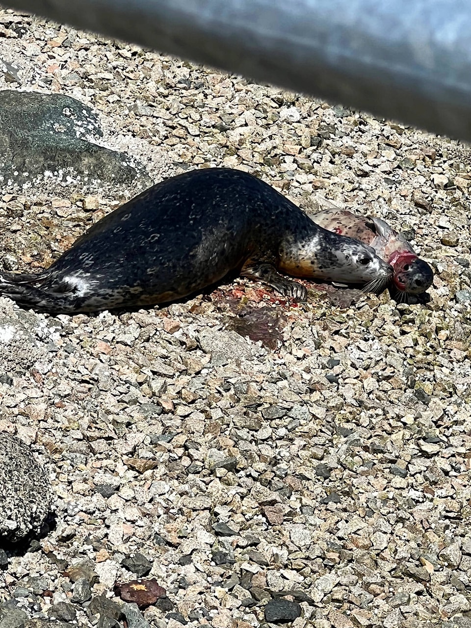30186802_web1_220823-GNG-CFBEsquimalt-seals-remediation_3