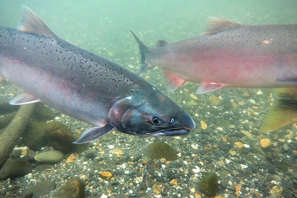 30848286_web1_221012-MRN-NC-salmon-drought-pic_1