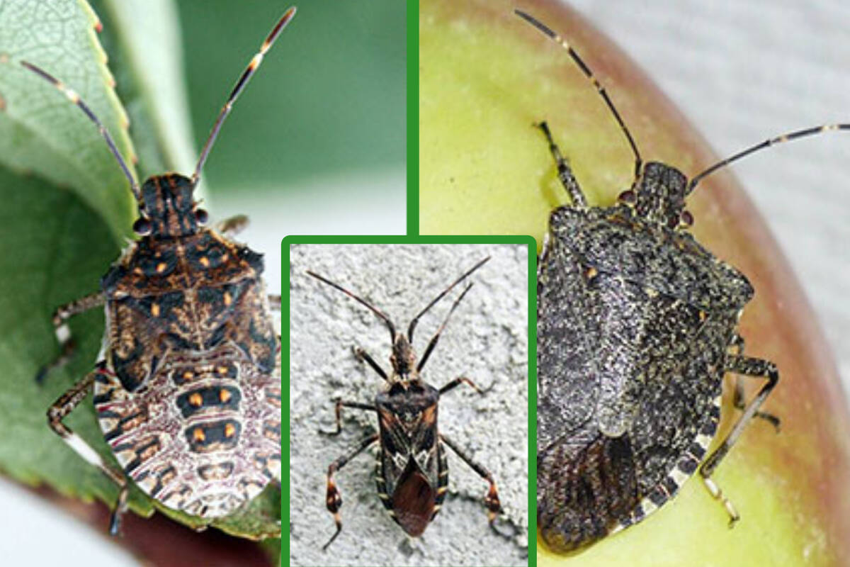 Stink bug infestation discount