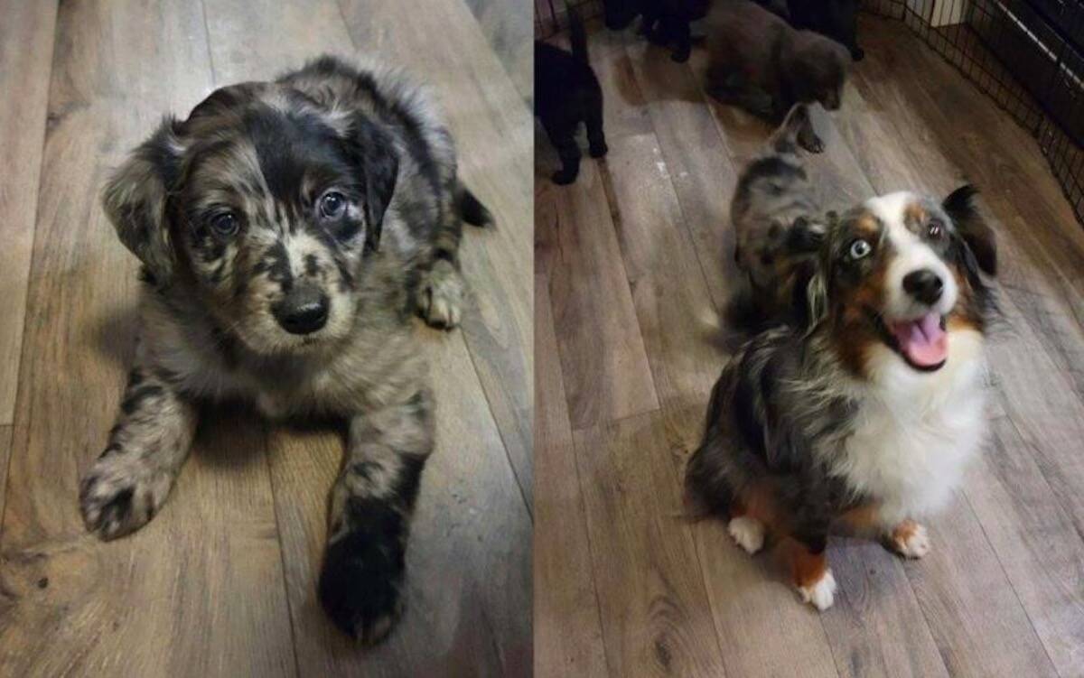 New mother Noelle and one of her puppies. (BC SPCA/Submitted)