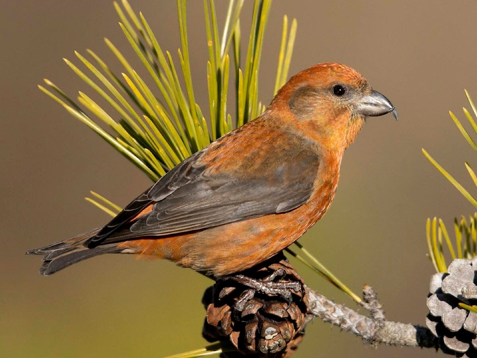 32070976_web1_230314-KDB-birding-K_1