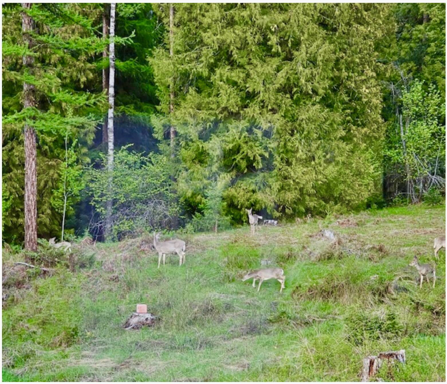Deer in a field at the Lifely farm. Photo: Submitted