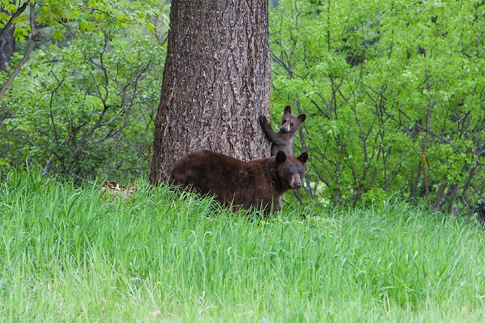 blackbearandcub