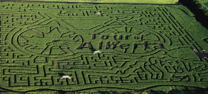 22336lacombeexpressCornMaze082213