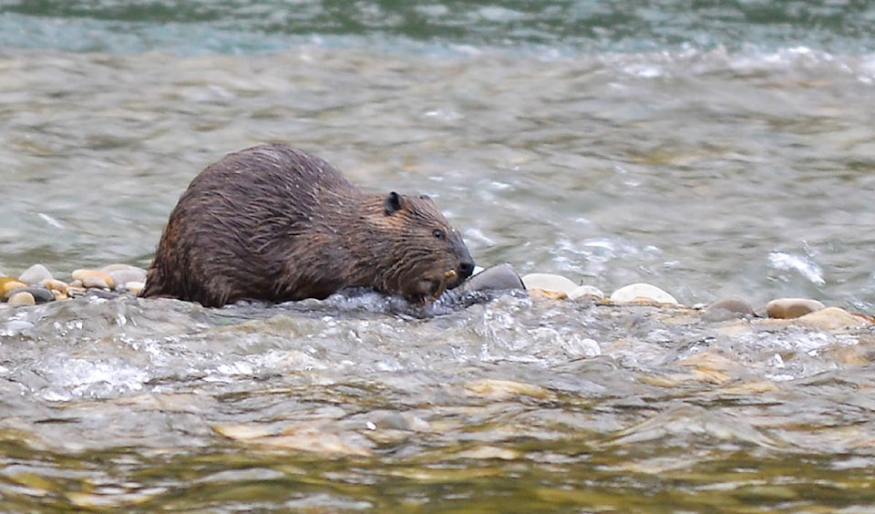 9364090_web1_Beaver