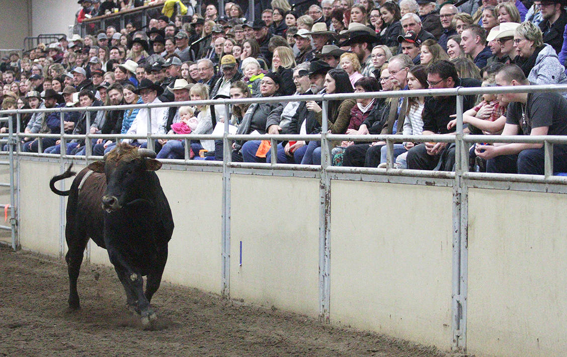 14993554_web1_190209-PON-bull-riding_9