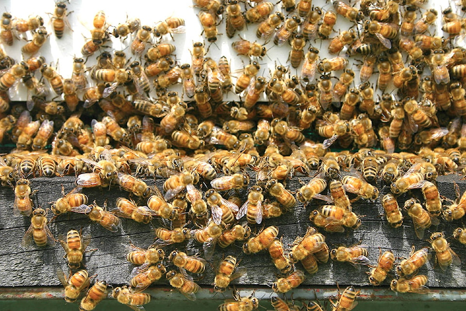 25713280_web1_Bees_in_Hive_1