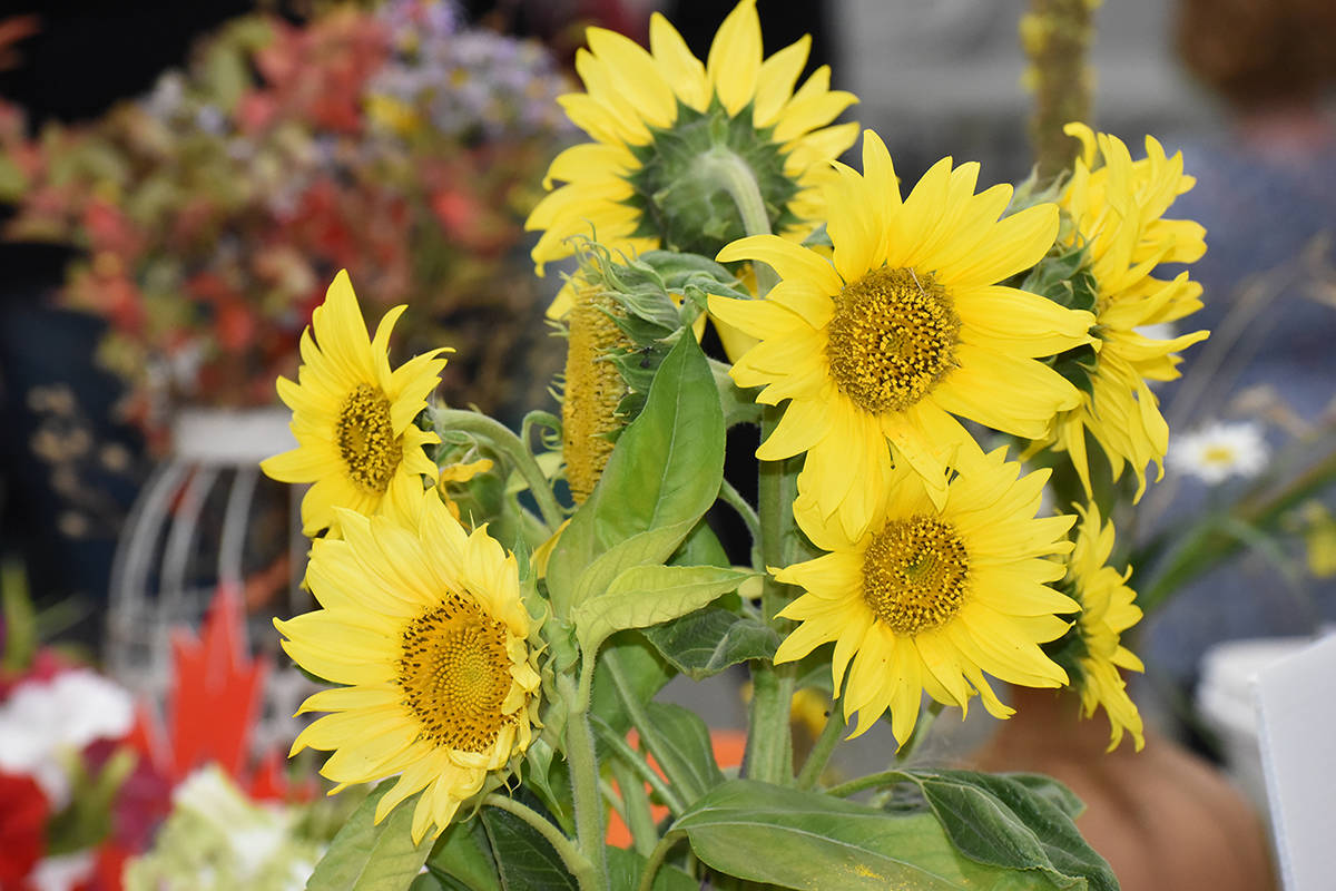 26156059_web1_sunflowers