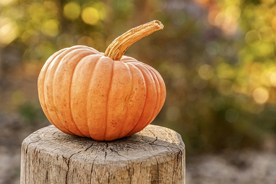 26732586_web1_pumpkin-4454745_1920