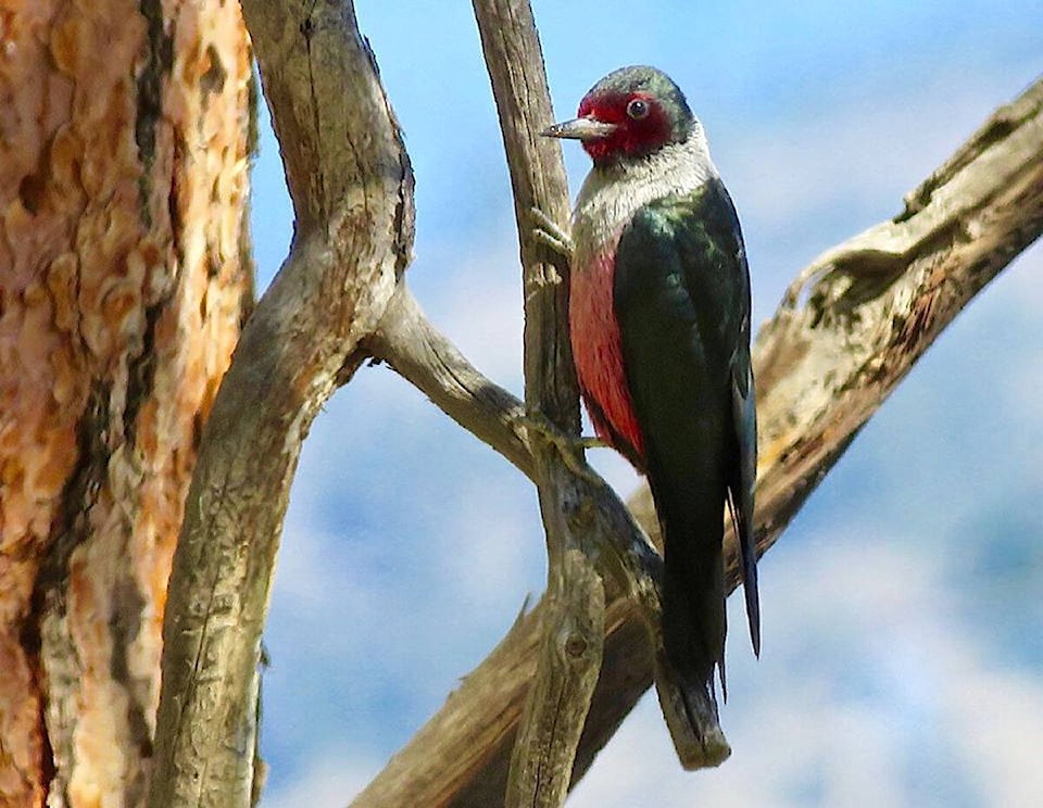 28230645_web1_NatureWise_Lewis-s-Woodpecker-Photo-Dianne-Bersea