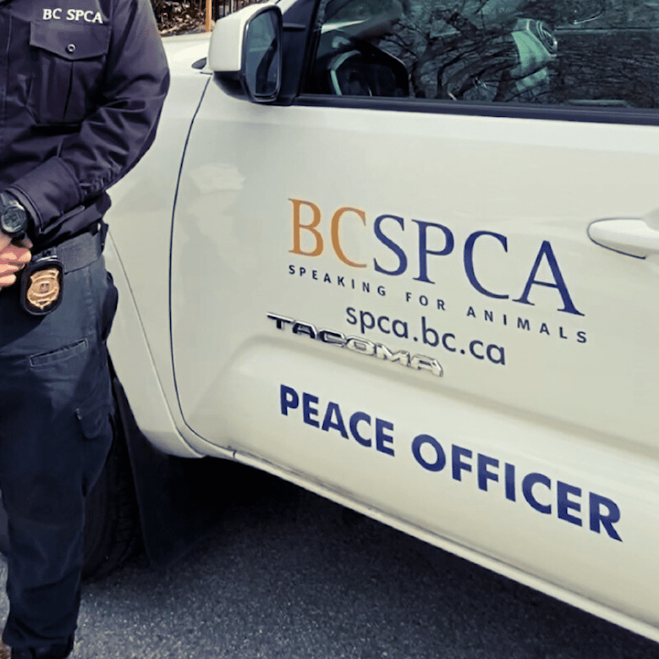 bc-spca-animal-protection