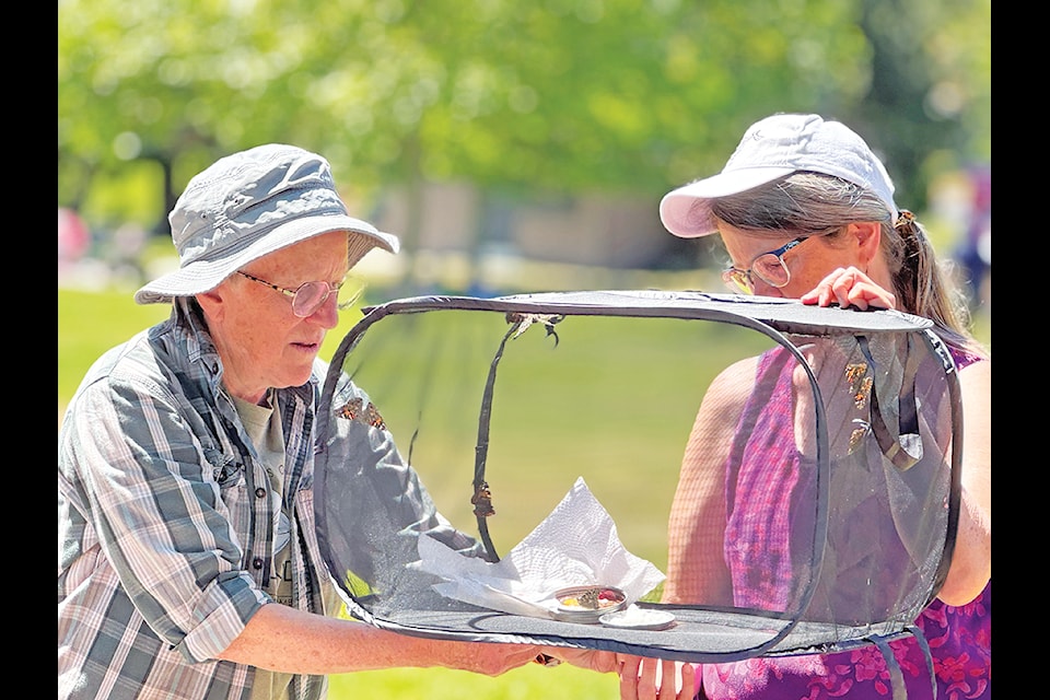 Unzipping the butterfly cage for the Painted Lady butterflies are Nikki Toxopeus (left) and Kathryn Currie. Currie raised the butterflies and held an educational session at Transfer Beach, on June 9.