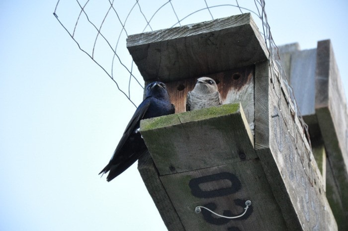 39563ladysmithpurplemartins