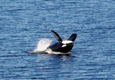 Saltair Orcas
