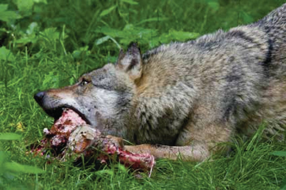 web1_170607-IFD-wolf-feeding