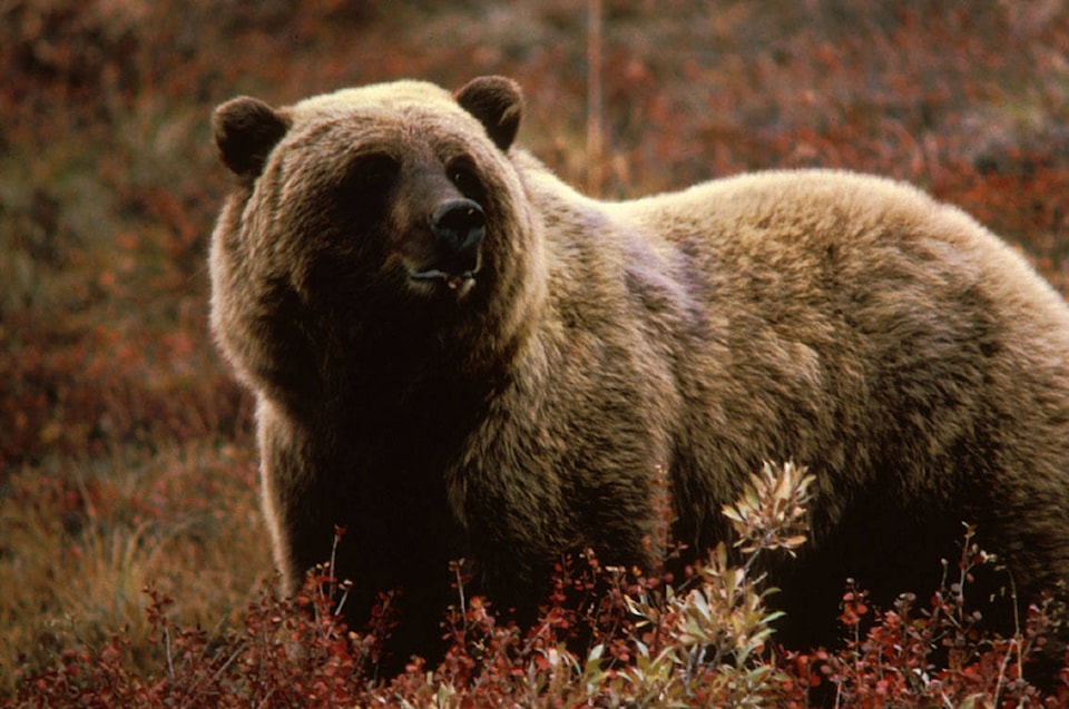 7812135_web1_Grizzlybear55