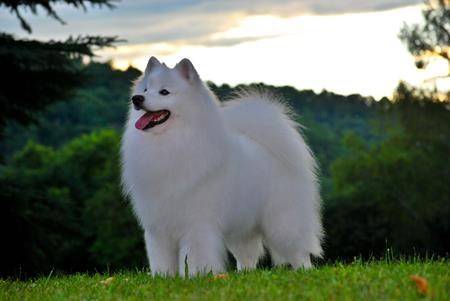 Pomeranian shop westminster 2018