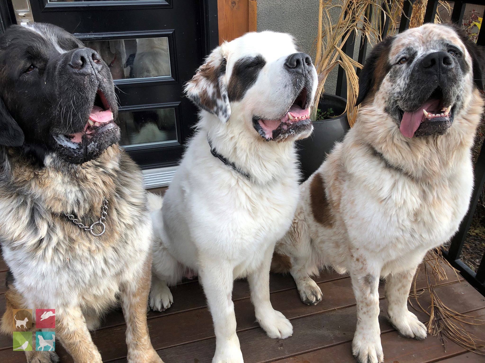 Ladysmith sales humane society
