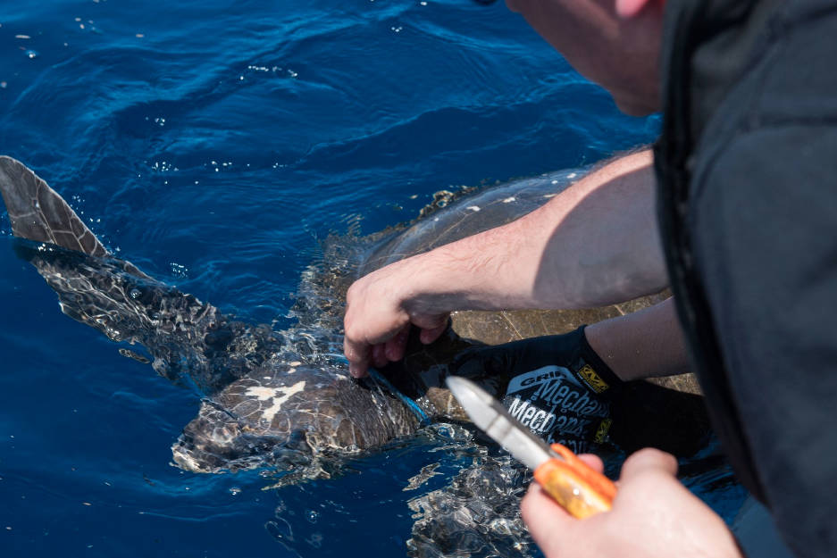 14489417_web1_181121-VNE-NavySeaTurtleRescue_4