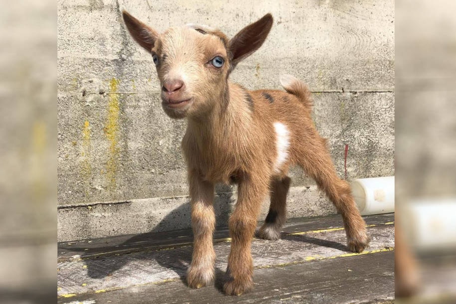 Owners say baby goat stolen from Ladysmith's Yellow Point Farms
