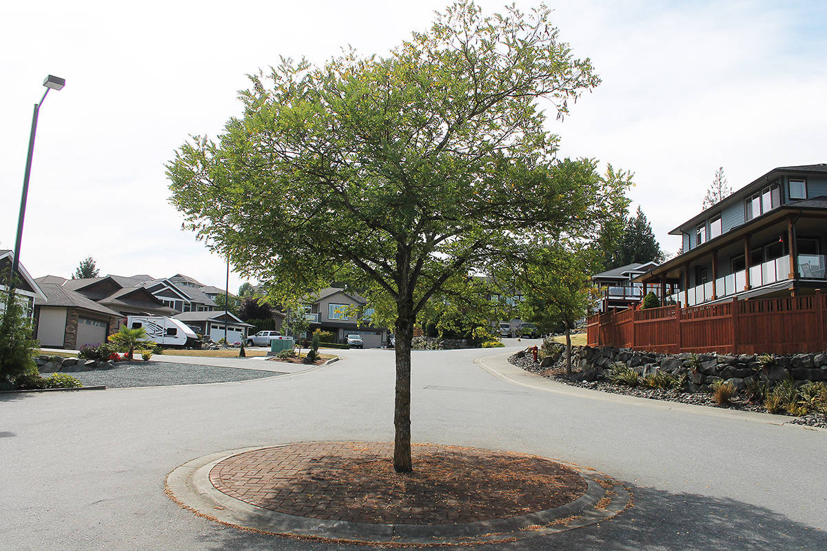 Invasive Black Locust trees plague Ladysmith neighbourhood Ladysmith