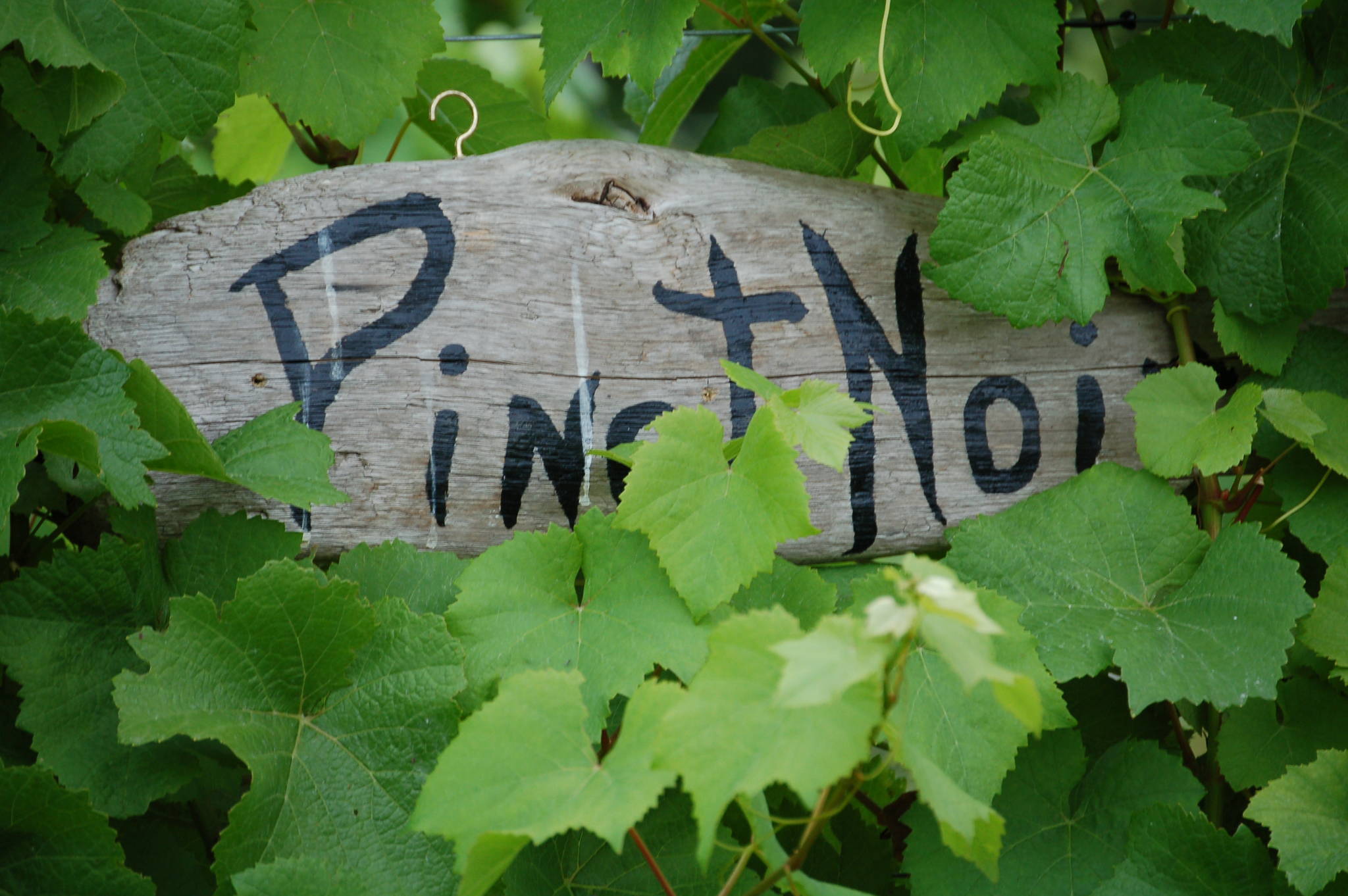 Winery touring is a popular fall pastime, or check out the Islands ever-growing craft beer, cider and distillery scene. Jennifer Blyth photo