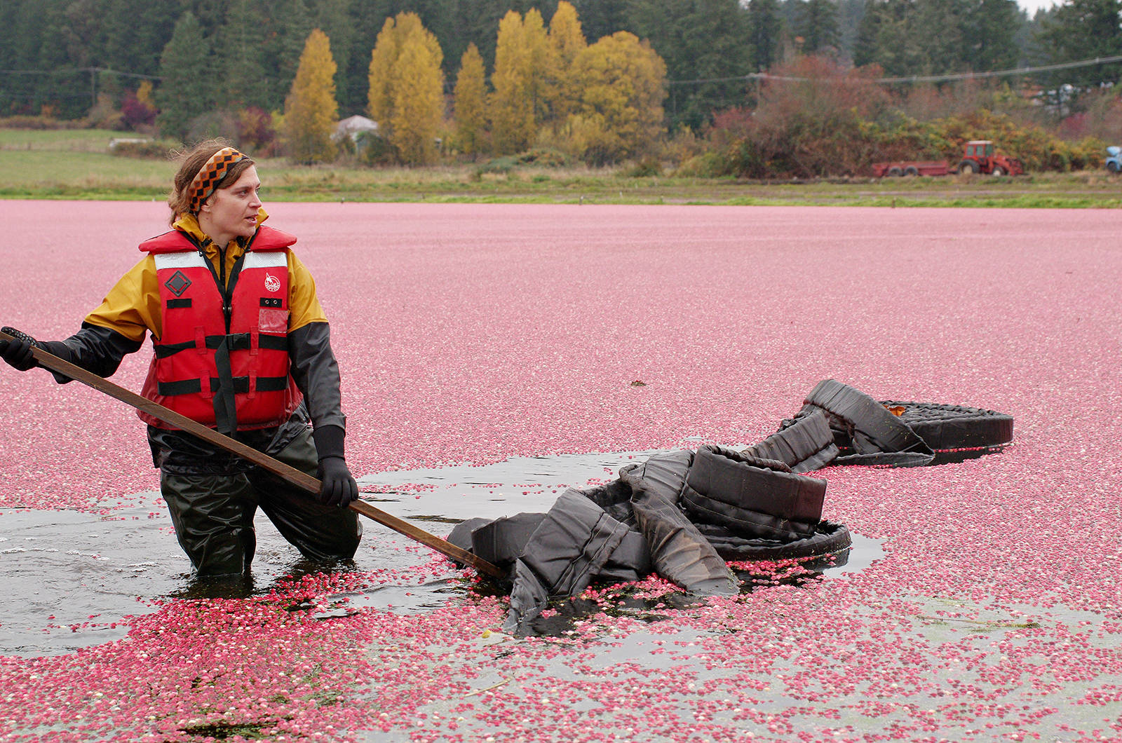 23268142_web1_201111-NBU-cranberry-harvest-1_2